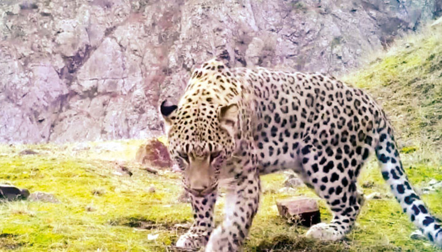 Anadolu Parsı DNA’sıyla Dünya Gen Bankası’nda