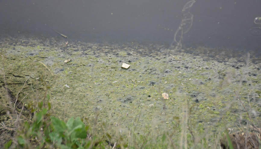 Ergene Nehrinin suyu 3üncü derece kirli çıktı