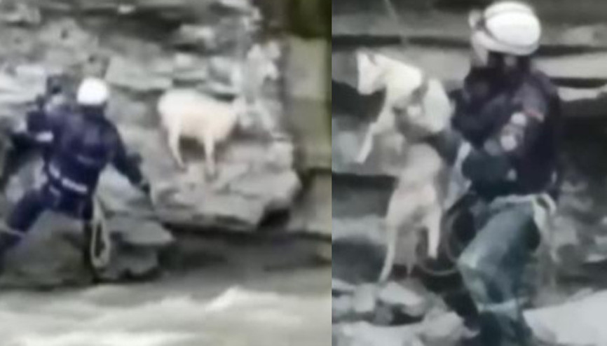 Uçurumdan düşen keçi, böyle kurtarıldı