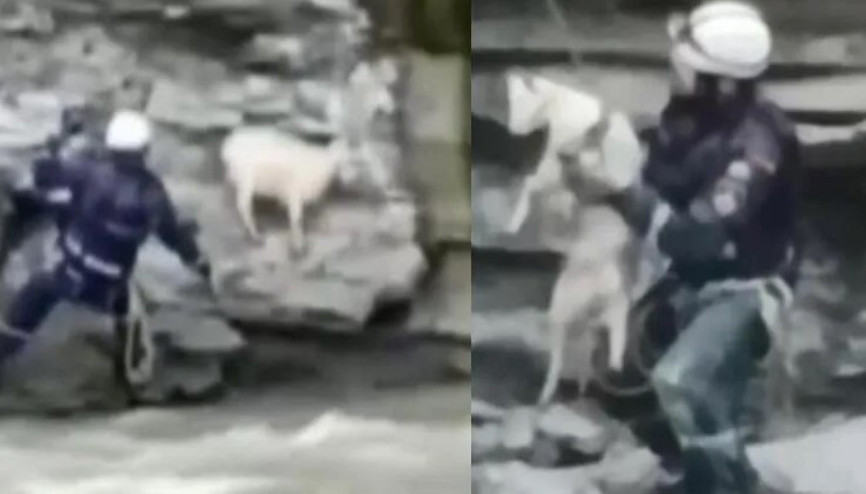 Rusyada uçurumdan düşen keçi, böyle kurtarıldı