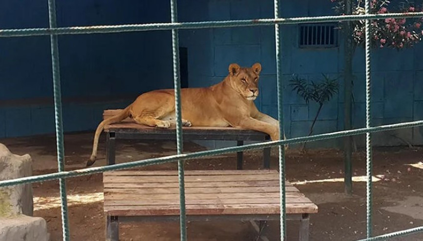 Antalyada selfie için kafese giren aileye saldıran aslan, çocuğun saçlı derisini kopardı