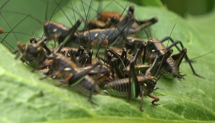 Muş’ta çekirge alarmı... İl Tarım ve Orman Müdürlüğünden açıklama