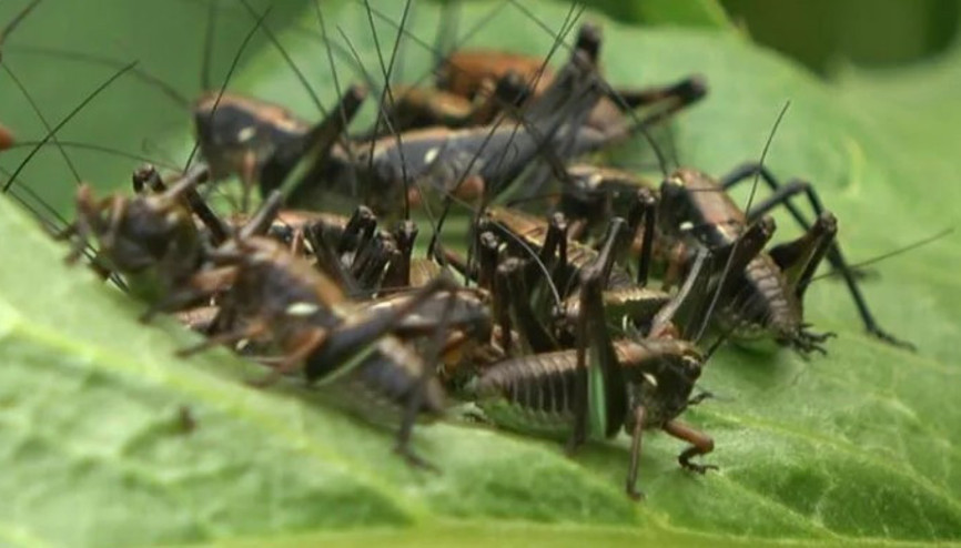 Dağın yamaçlarından ovaya doğru hızla ilerliyorlar... Muş’ta çekirge alarmı