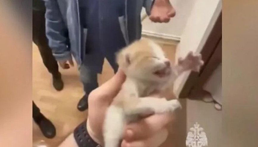 Rusya’da havalandırma boşluğuna düşen yavru kediler böyle kurtarıldı