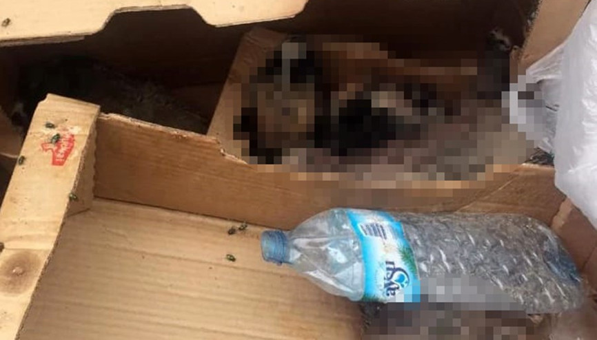 Burdurda 6 yavru köpek ölü bulundu, soruşturma başlatıldı