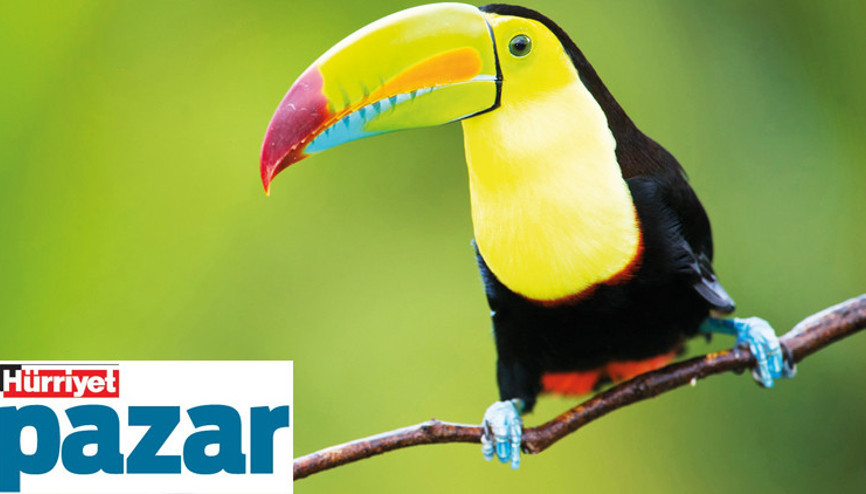 Geçen hafta doğada neler oldu