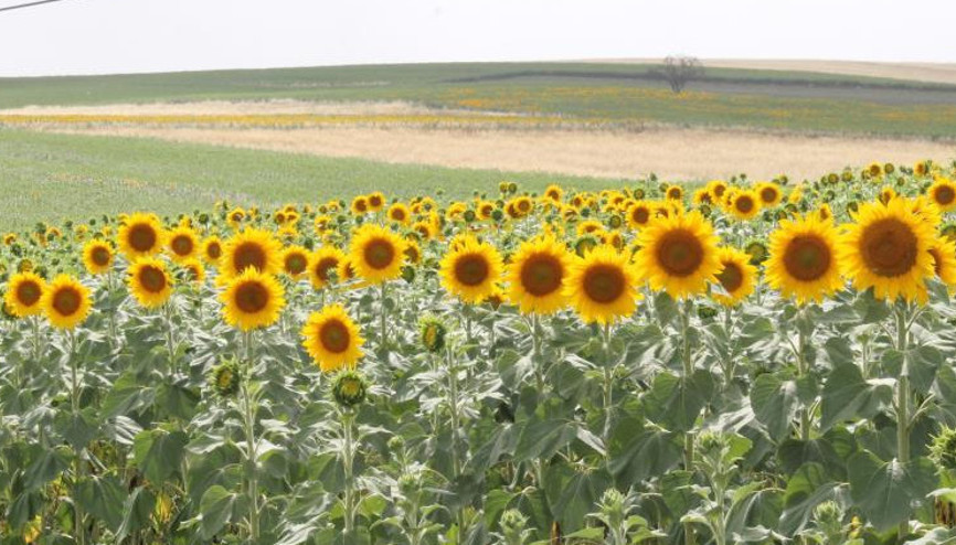 Sulama projesi ve yağışlar ayçiçeği üreticisinin yüzünü güldürdü