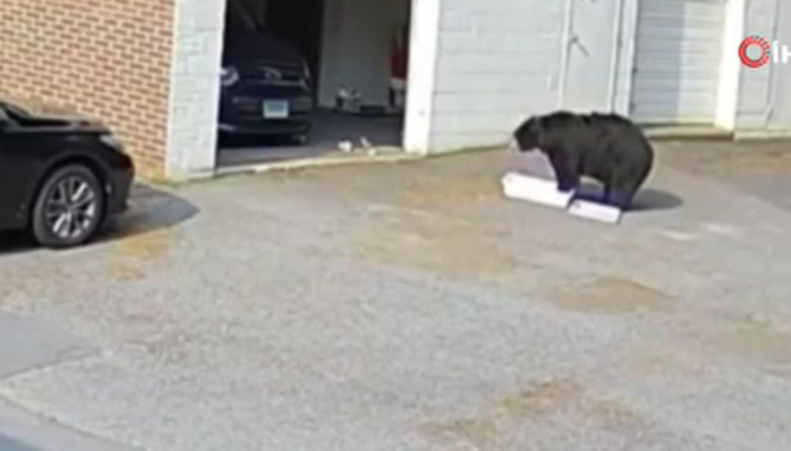 Fırına giren ayı 60 kek yedi