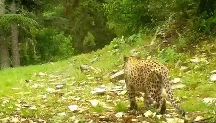 Anadolu leoparı yeniden görüntülendi