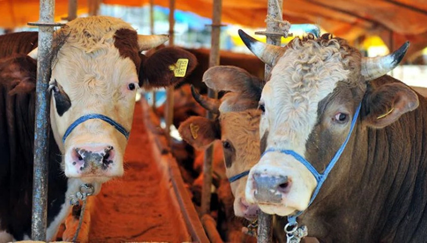 Kurban Bayramı öncesinde büyükbaş ve küçükbaş hayvan fiyatlarıyla ilgili açıklama