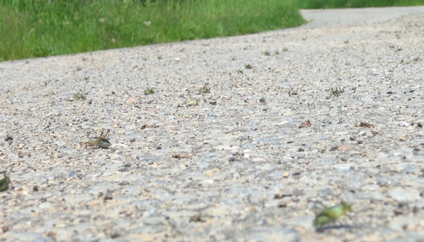 Çekirgeler köyü istila etti