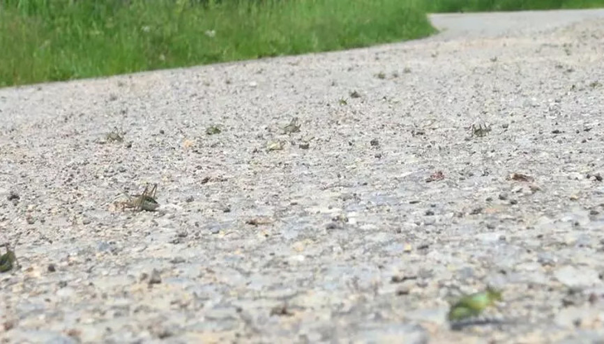 Gümüşhane’de çekirgeler köyü istila etti