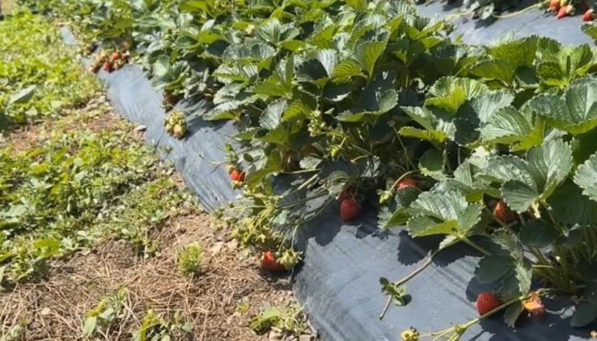 Çiftçiler devlet destekli çilek bahçesi kurup üretime geçti