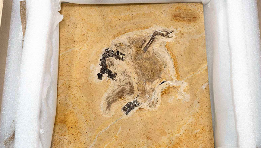 Dinozor döndü kriz çözüldü