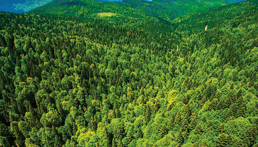 Türkiyenin en yeşil kentleri
