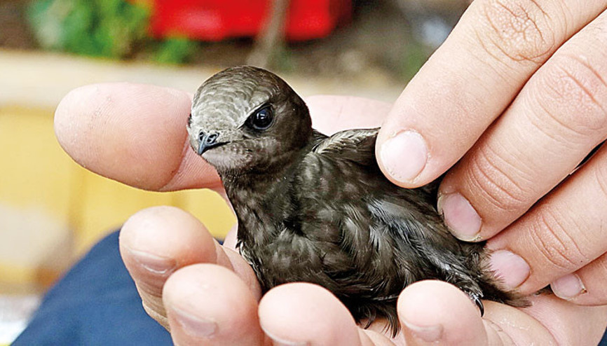 Yavru ebabil tezgâha düştü