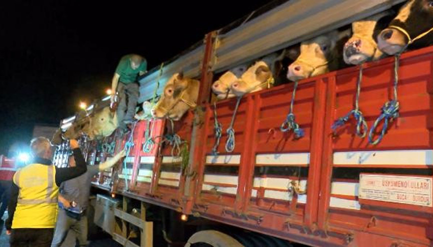 İstanbula kurbanlık hayvan girişleri başladı