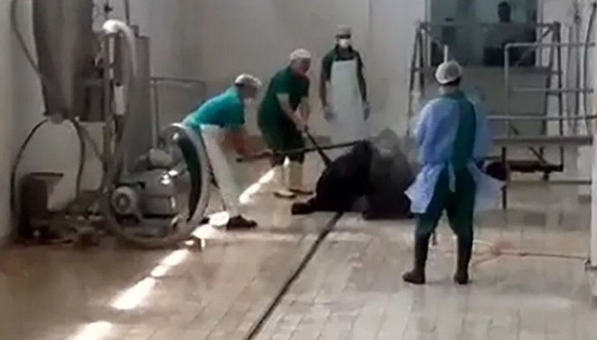 Adanada kesim öncesi büyükbaş hayvana eziyet eden iki kişi adliyeye sevk edildi Adanada kesim öncesi büyükbaş hayvana eziyet eden iki kişi adliyeye sevk edildi