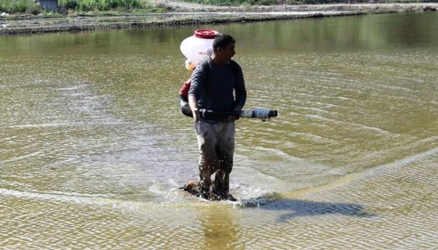 Gönen ve Manyas ovalarında çeltik ekimi, 1 ay gecikmeli başladı