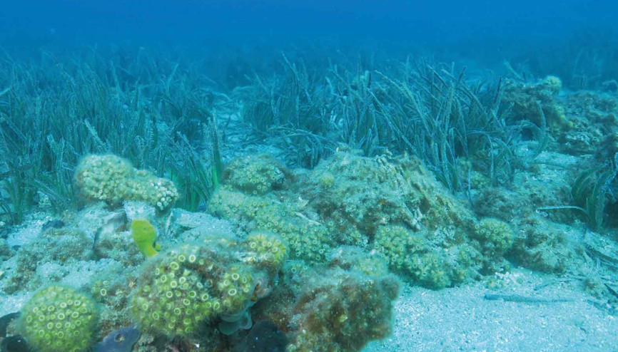 Taş mercanlar solmasın