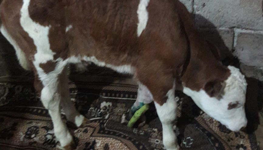 Doğum sırasında bacağı kırılan buzağıya 6 platin takıldı