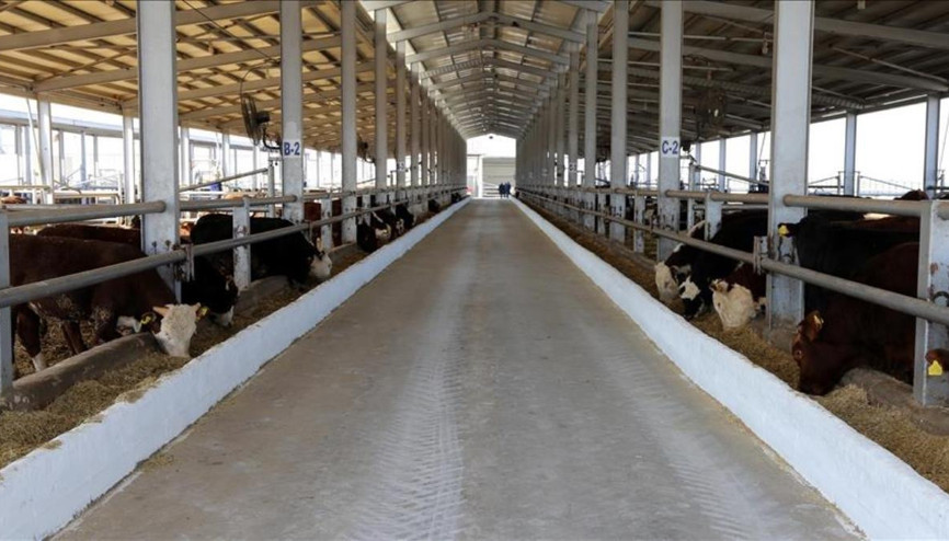 Şap hastalığı insana bulaşır mı Şap hastalığı belirtileri nasıl anlaşılır