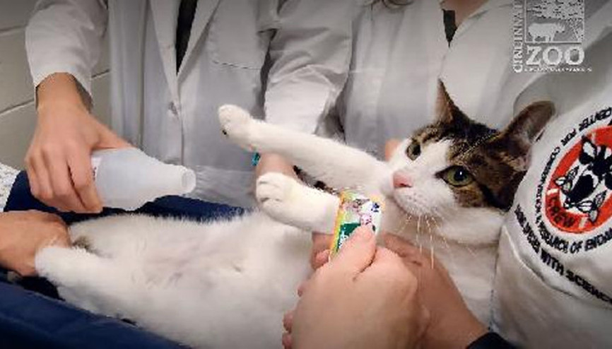 ABD’li bilim insanlarından kedilere ameliyatsız kısırlaştırma