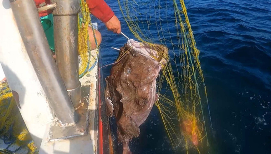 Balıkçının ağına 50 kiloluk fener balığı takıldı