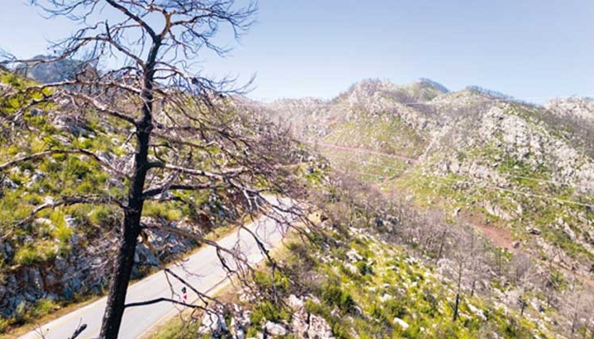 Marmaris yeşilleniyor