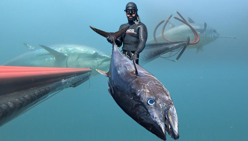 Çanakkale Boğazında zıpkınla avladı Tam 100 kilo