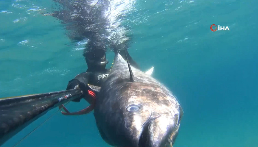 Zıpkınla 100 kiloluk orkinos avladı