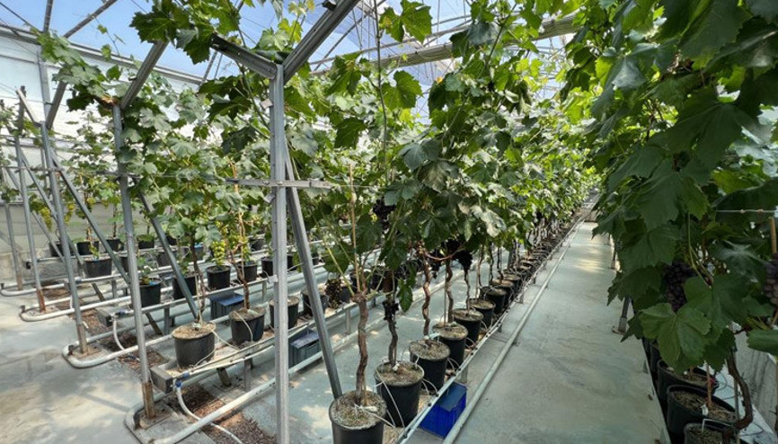 Manisa’da ilk üzüm hasadı topraksız tarımla yapıldı