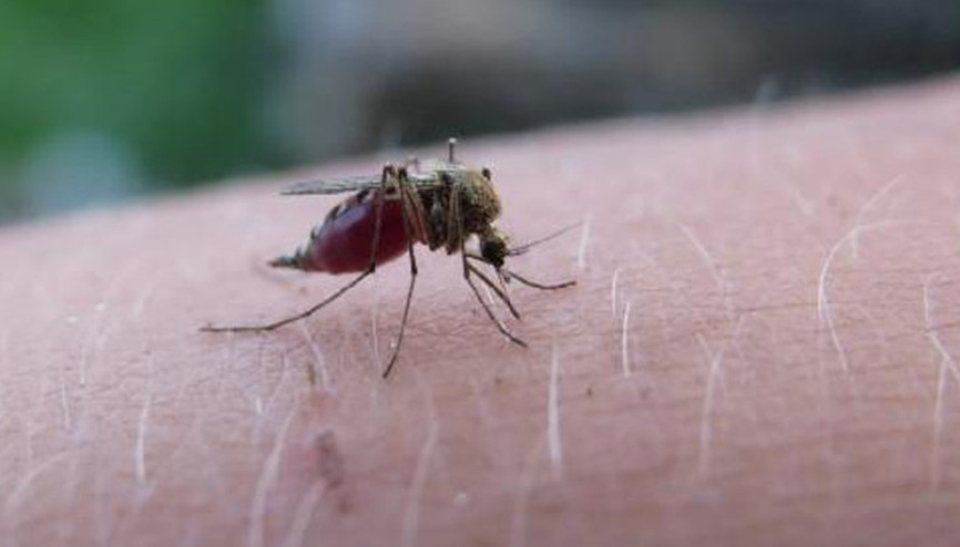 Belize, 70 yıllık çabanın ardından DSÖ tarafından sıtmadan arınmış olarak onaylandı