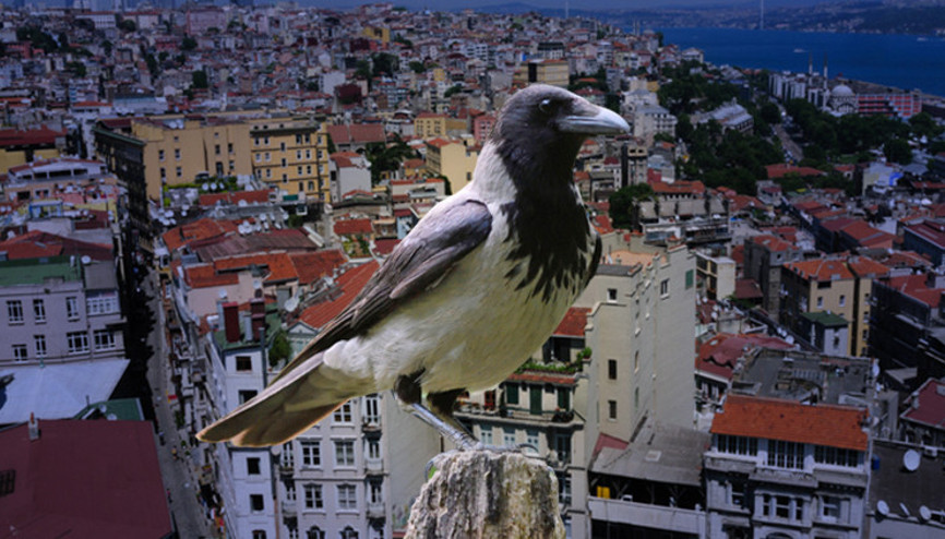 Karganın bulduğu parmakların ön otopsi raporu çıktı