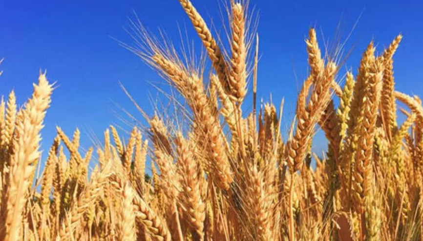 TMO buğday ve arpa hububat satış fiyatları belirlendi