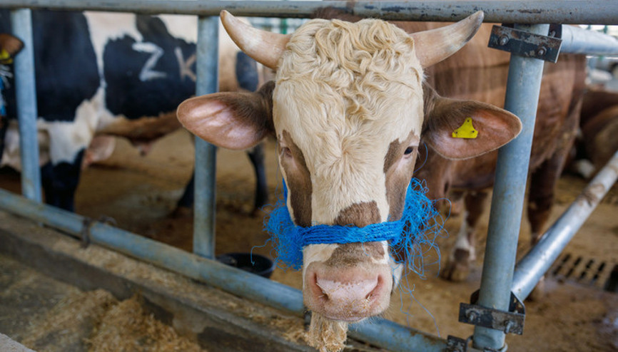 KURBAN NAMAZI KILINIŞI | Kurban namazı nasıl kılınır, ne zaman kılınır Kurban kesildikten sonra kaç rekat namaz kılınır, hangi dualar okunur İşte Diyanet açıklaması