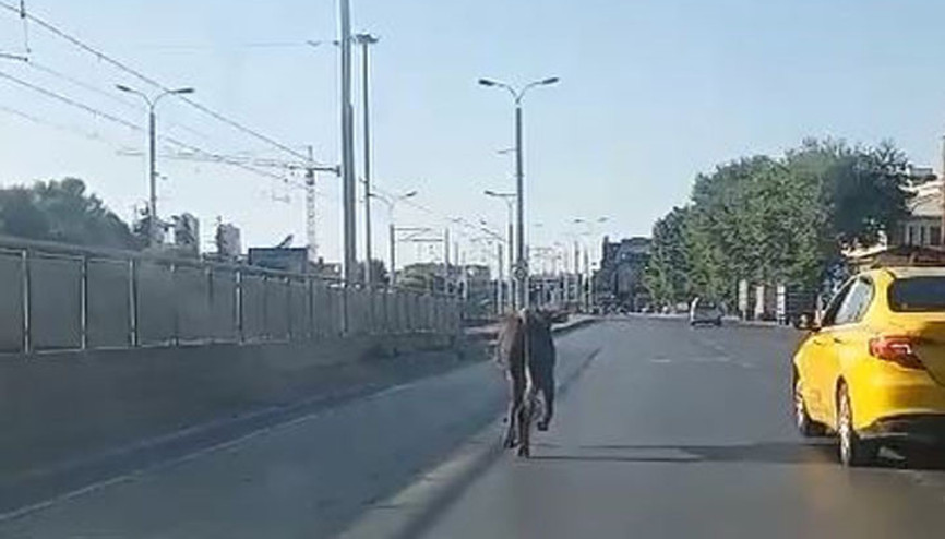 Güngören’de kaçan kurbanlık trafikte zor anlar yaşattı