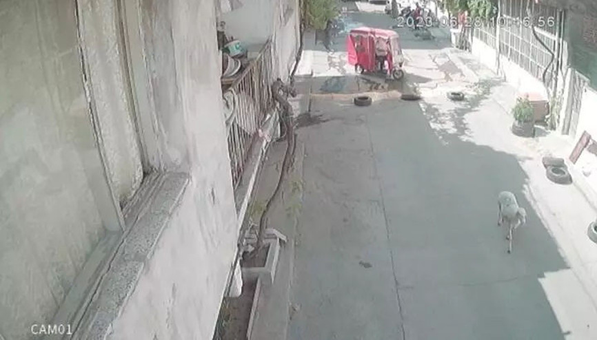 İzmirde kaçan kurbanlık koyunu çaldılar