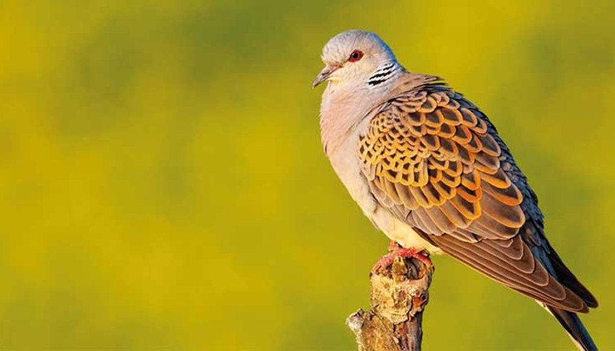 Doğa Derneği’nden ‘Avcılık yasaklansın’ çağrısı: Bu canlara kıymayın