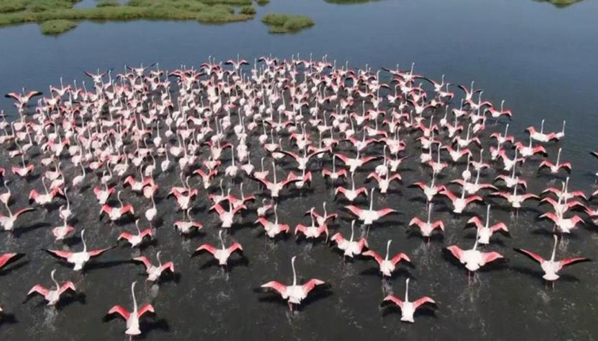 Gediz Deltası’nda allı turnalardan görsel şölen