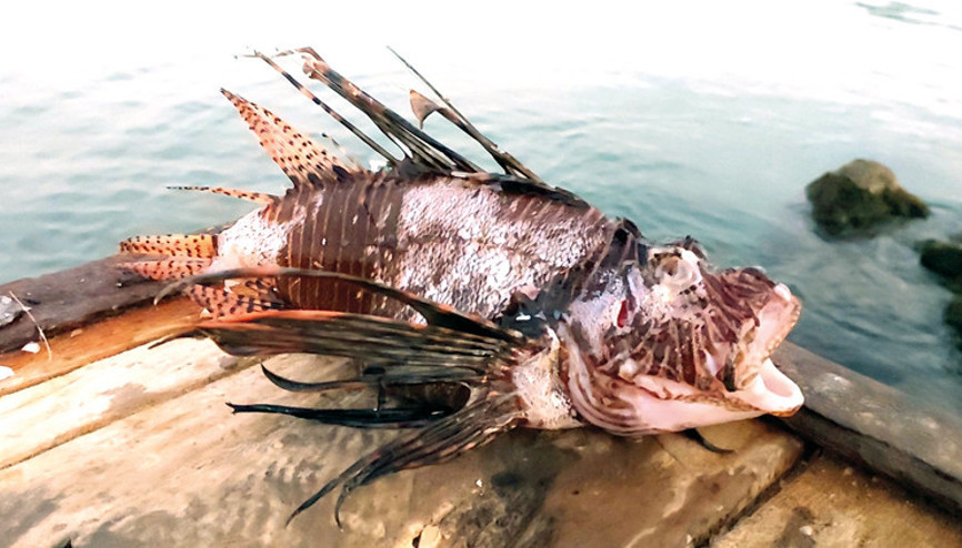 Ağzımızın tadı ‘alıştı’