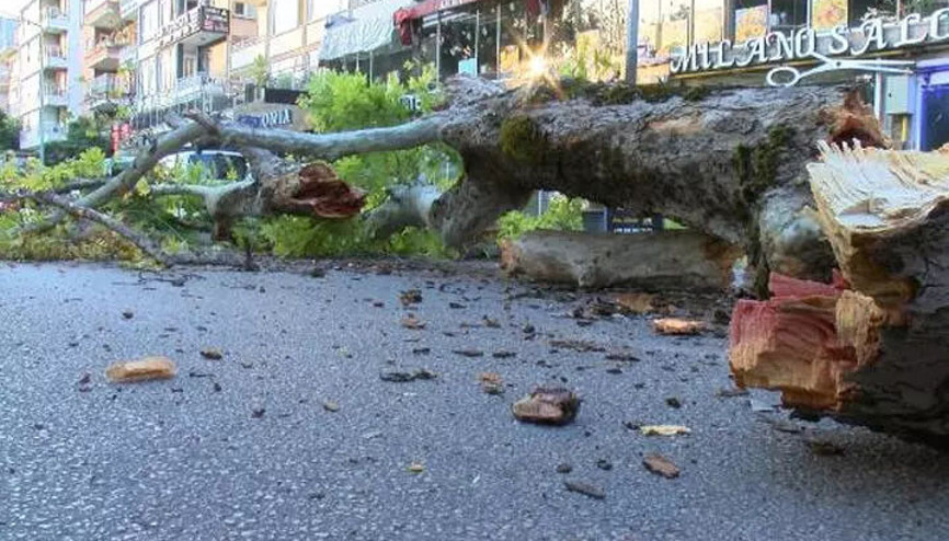 Bursada 200 yıllık çınar devrildi: Cadde ulaşıma kapandı