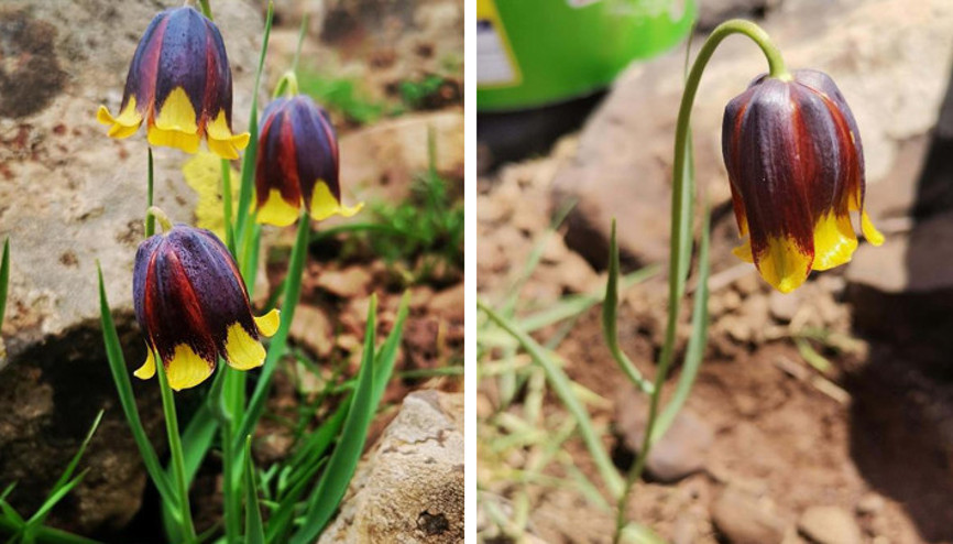 Elazığda ters lale türü keşfedildi Elazığda ters lale türü keşfedildi