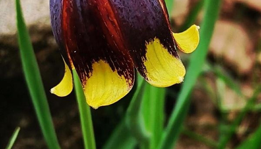 Karakoçan lalesi (Fritillaria karakocanensis) nedir Elazığda keşfedildi... Dünyada en fazla Türkiyede bulunuyor...