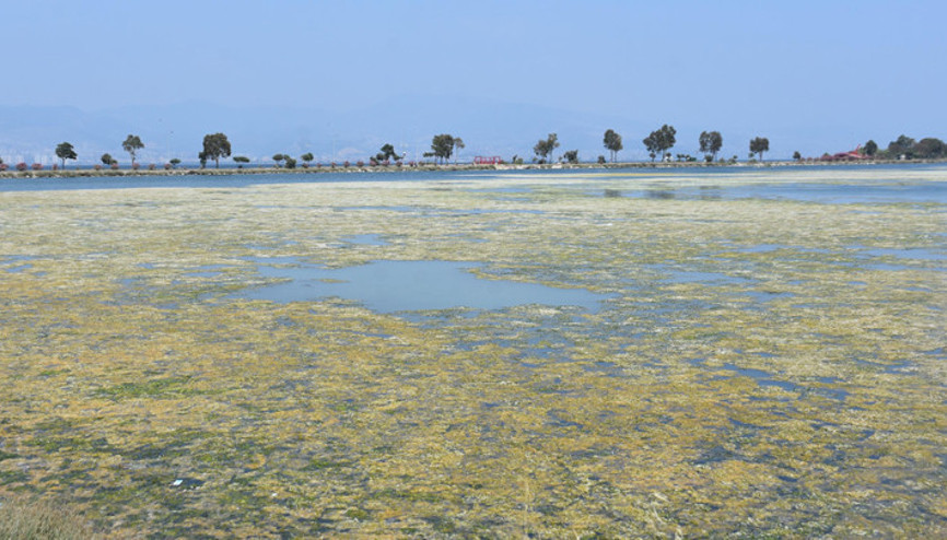 Deniz marulu ciddi oranda arttı İzmir Körfezi risk altında Deniz marulu ciddi oranda arttı İzmir Körfezi risk altında