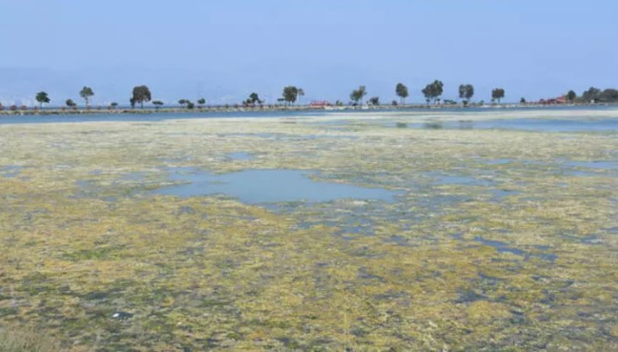 İzmirde Çakalburnu Lagününün 3te 1i deniz maruluyla kaplandı İzmirde Çakalburnu Lagününün 3te 1i deniz maruluyla kaplandı