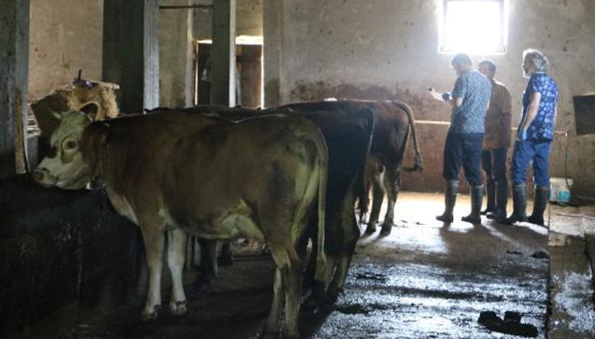 Zonguldakta şap hastalığı alarmı: 136 köy karantinaya alındı