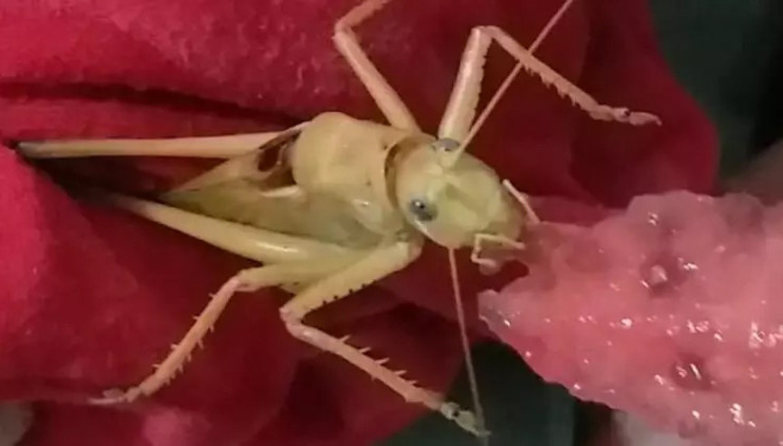 Dev çekirgeye elleriyle karpuz yedirdi