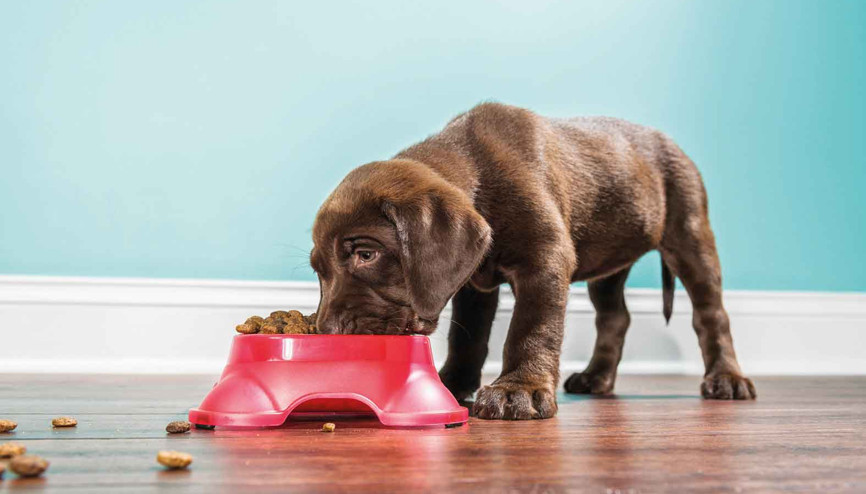 Evcil hayvanlar için çevreye duyarlı gıda