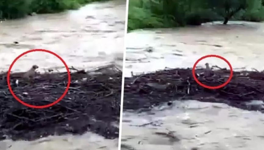 Melen Çayında sürüklenen köpeğin kurtulduğu ortaya çıktı